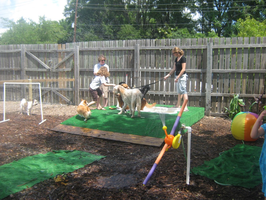 Doggie Water Park Near Me A Refreshing Oasis for Canines