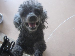 Trinka at Beaufort Dog