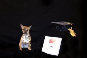 Beaufort Dog Training - Izzy