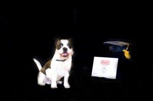 Beaufort Dog Training - Ender
