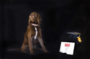Beaufort Dog Training - Zoey