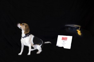 Beaufort Dog Training - Abby