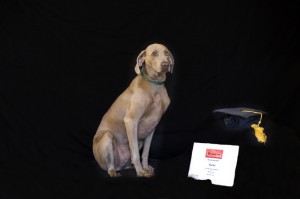 Beaufort Dog Training - Bailey