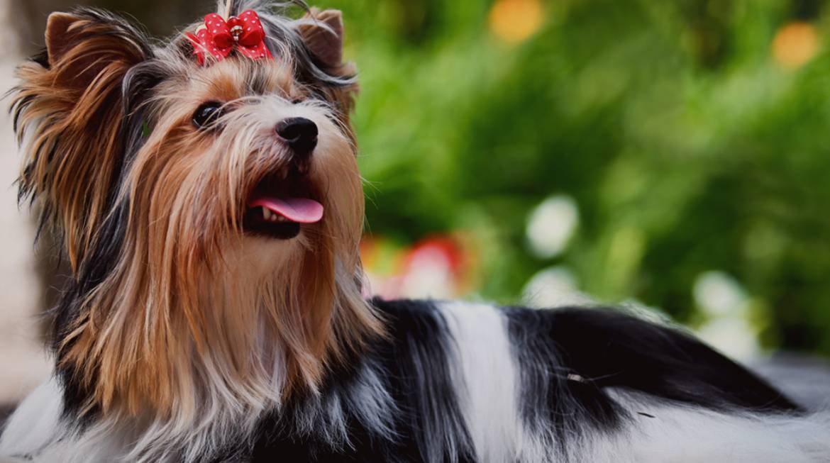 Yorkshire-Terrior-Dog.jpg