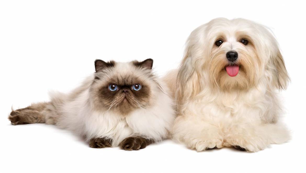 cat-and-dog.jpg